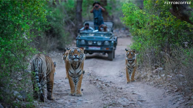 Ranthambore tiger reserve