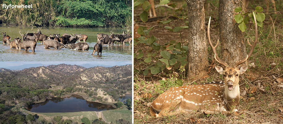 Nepali Reserve Forest And Wildlife Sanctuary