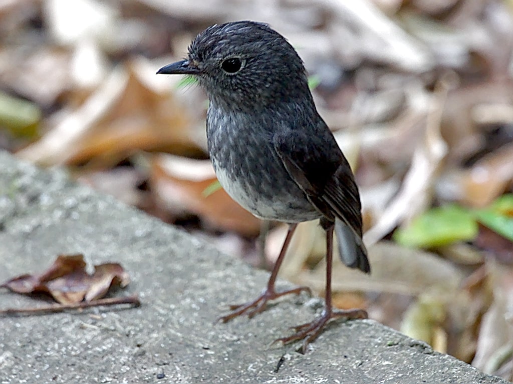 Wildlife in New Zealand