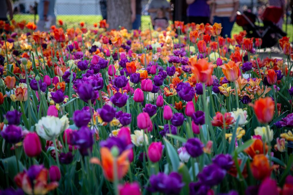 Tulip festival