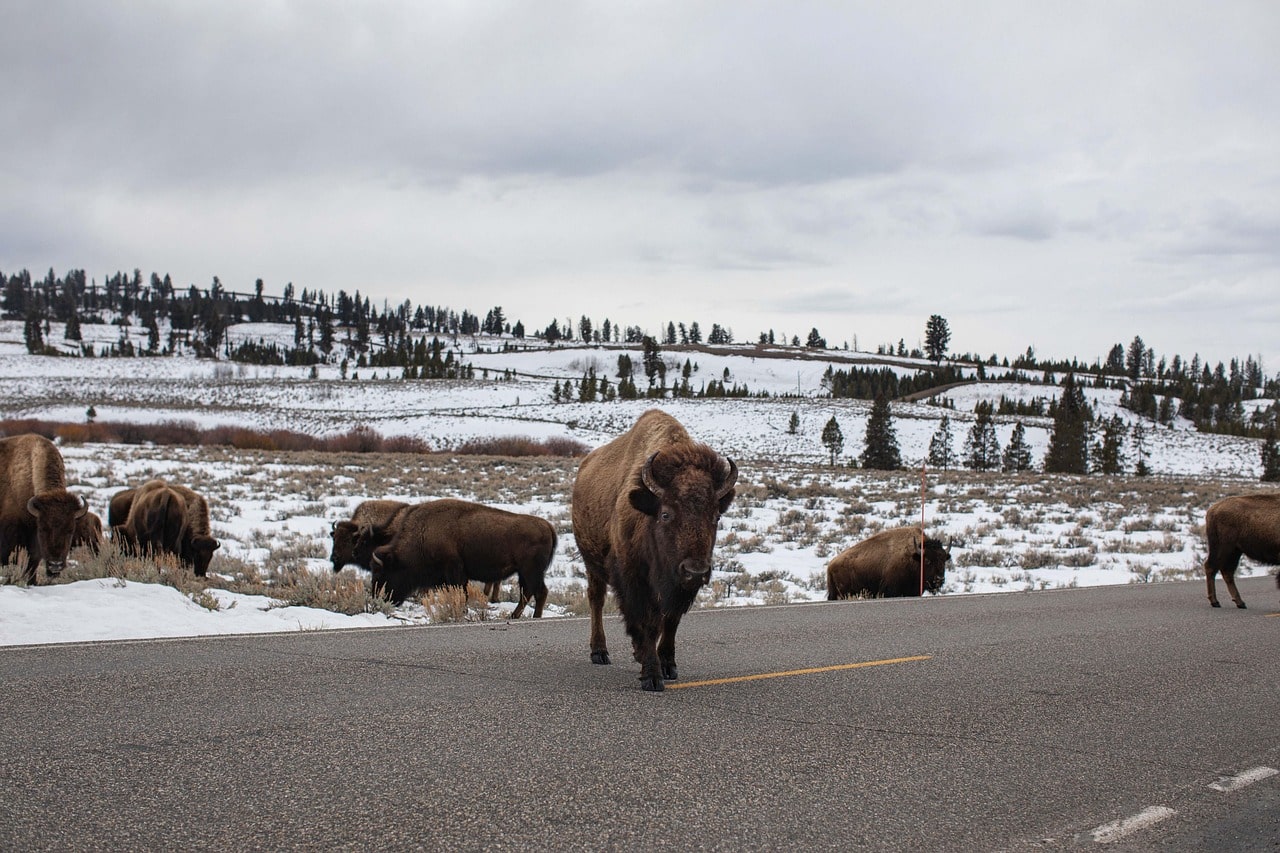 Yellowstone National Park: Where wildlife roams free