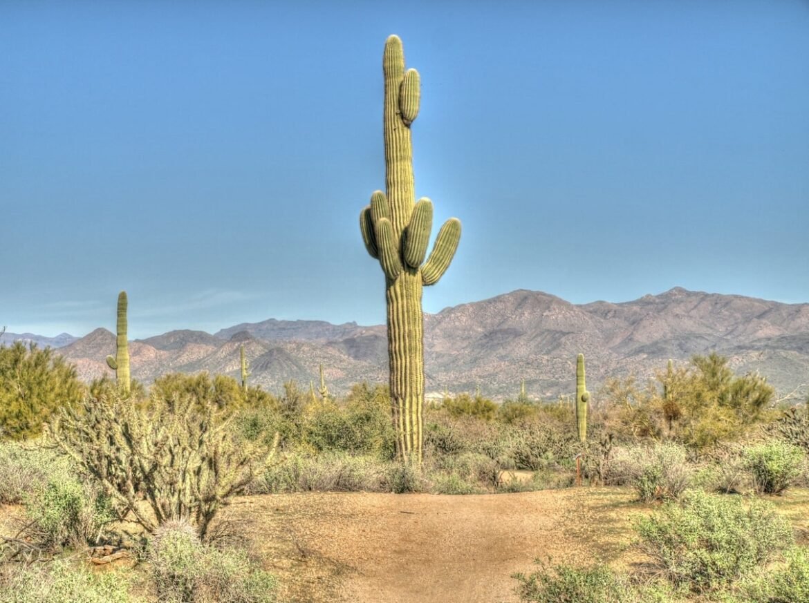 things to do in tucson with kids