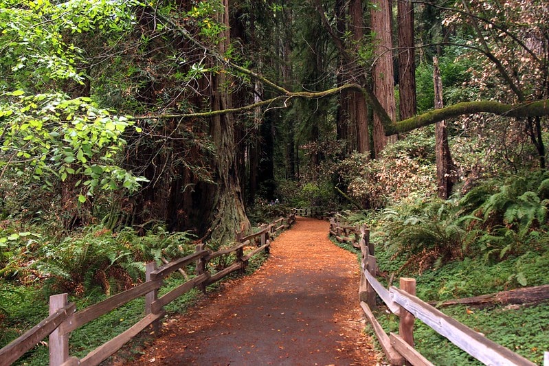 San Francisco Bucket List: Top Things to Do, See, and Eat 27 SF Bay Area adventures