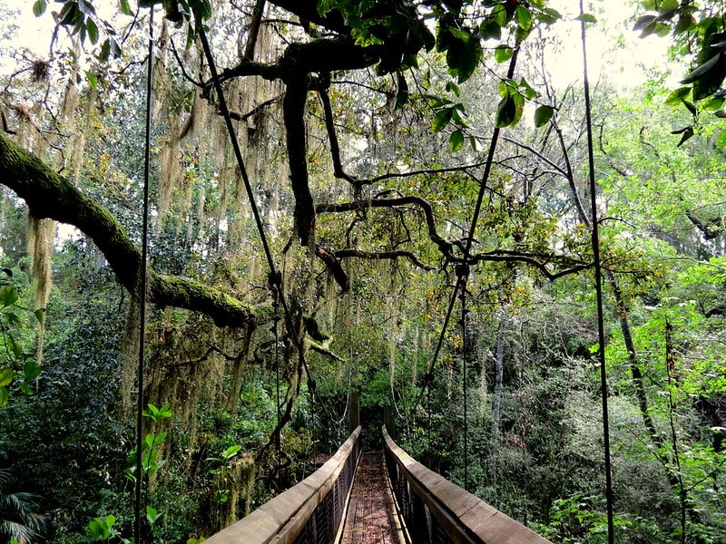 7 Overlooked Hikes to Unearth North Florida’s Wild Side 11 Ravine Gardens State Park
