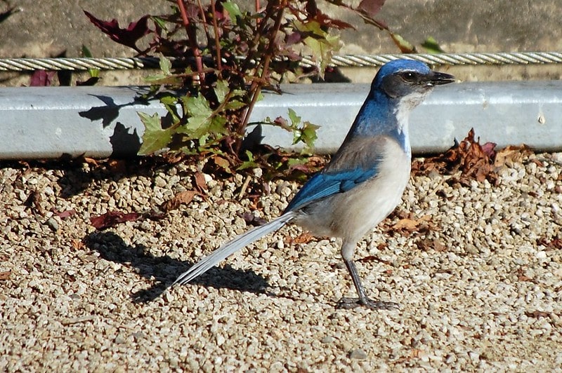7 Overlooked Hikes to Unearth North Florida’s Wild Side 13 Scrub-Jay