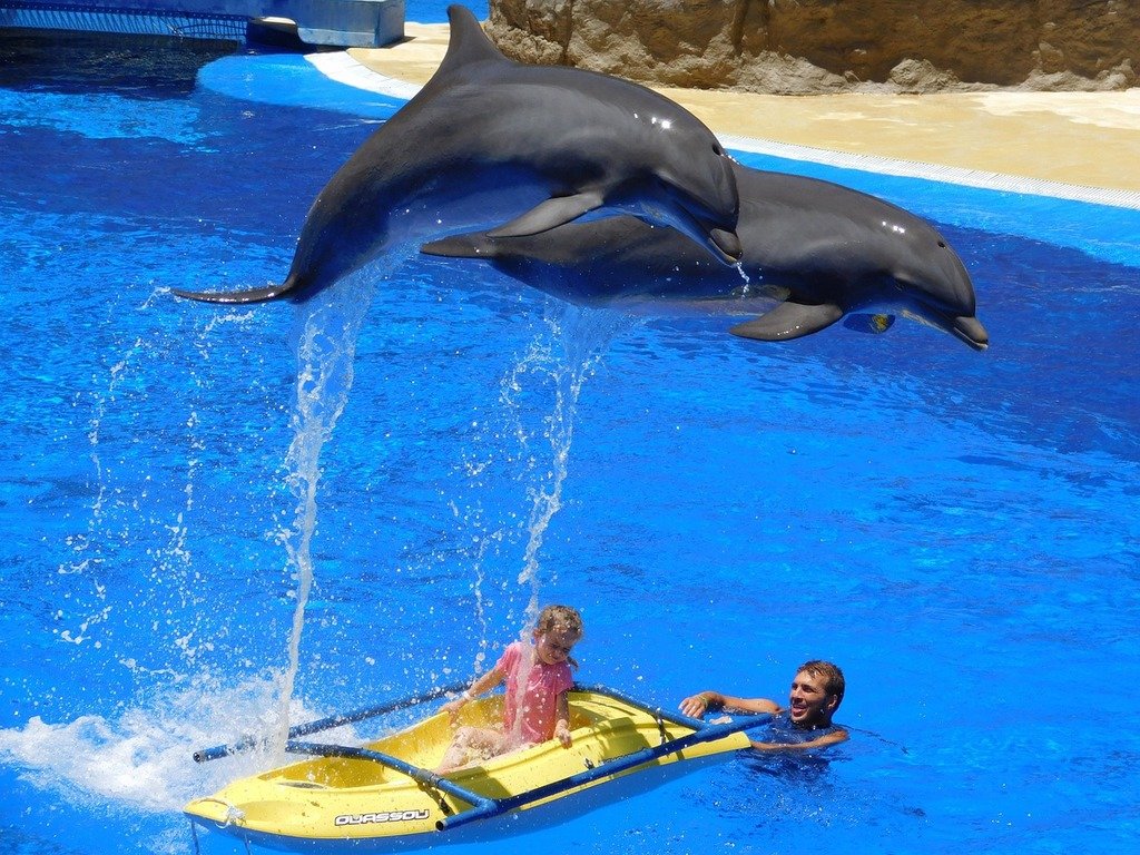 Dolphin tours PCB